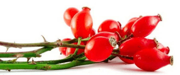 Rossel berries with cystitis